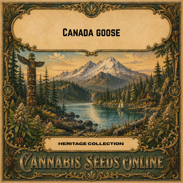 canada goose 2